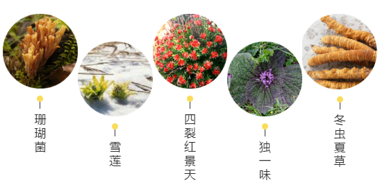 【甘南政府招商推介】立足生態(tài)優(yōu)勢，推動綠色發(fā)展，打造青藏高原上的生態(tài)文明高地